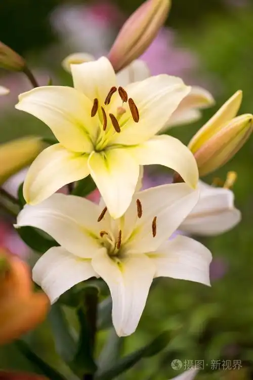 花园里的两个黄色的百合花