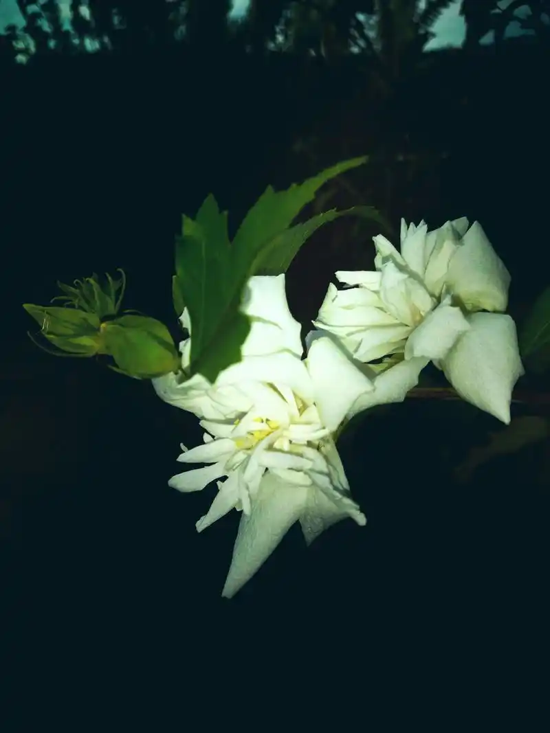 白色重瓣木槿花 - 抖音