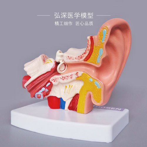 耳朵模型人体器官解剖结构造耳道采耳五官听觉幼儿童医学教学模具