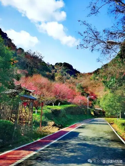 这条风景最美冠绝温州的梅林古道现在去赏梅正当时