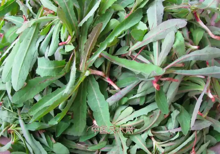 6袋起包邮甘肃天水特产天水浆水野苦菜孟姑酸菜纯苦苣500克大袋