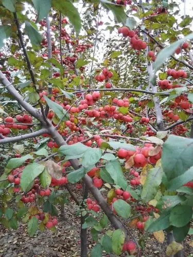 海棠结果红又甜