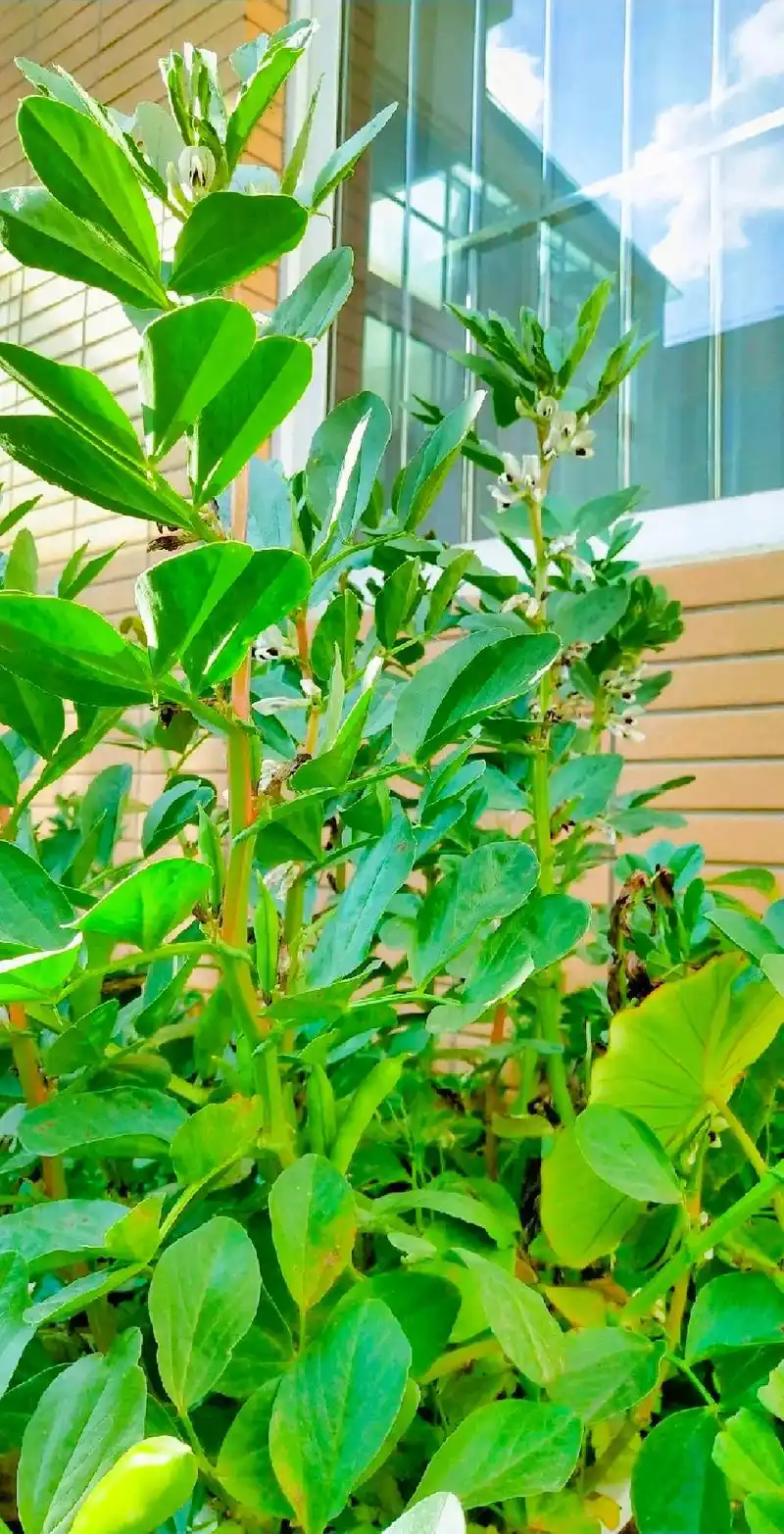 朋友,你吃过蚕豆叶子吗?无论吃过没有,都请你静下心来,读一读 - 抖音