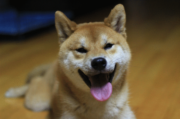 拥有小翘臀的柴犬糯米团子 新年餐桌上的必备卖萌点心