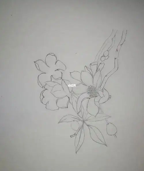 木棉花不是我这小白能画好的!#彩铅  #彩铅临摹  #木棉花