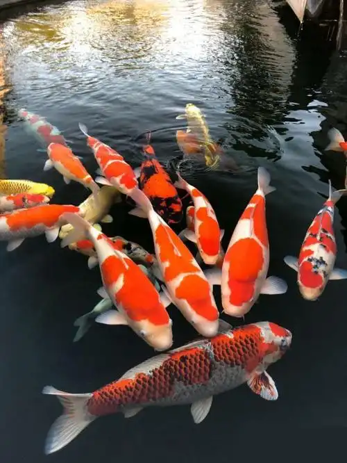 锦鲤红白体鱼纯种鲤鱼鱼苗耐养观赏鱼冷水淡水鱼鱼