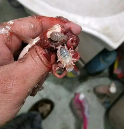 男子上网一查,原来这两个白嫩胖虎的虫子叫鱼虱,别看它们看着十分恶心