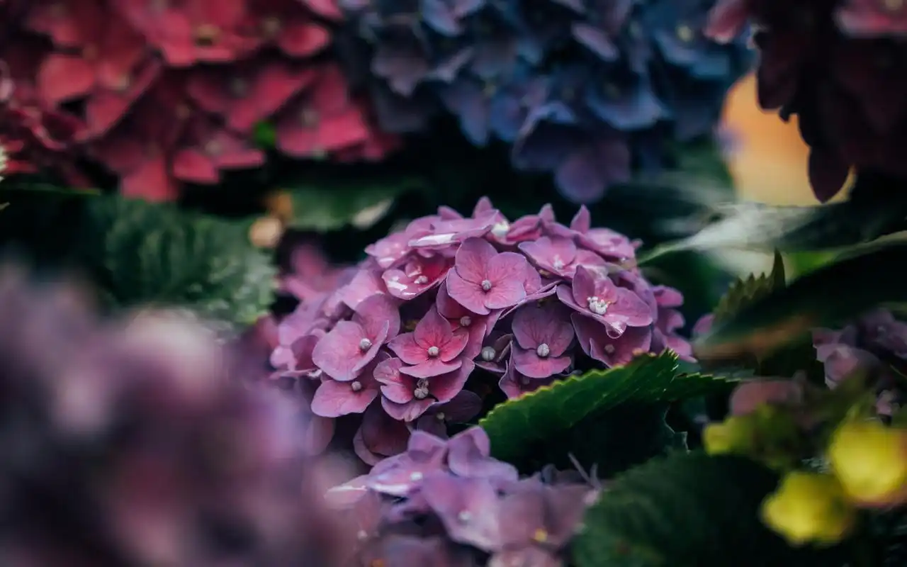 治愈系唯美花卉植物高清桌面壁纸