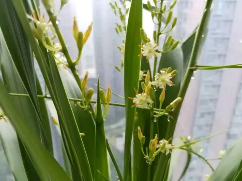 龙须树开花,你见过吗?