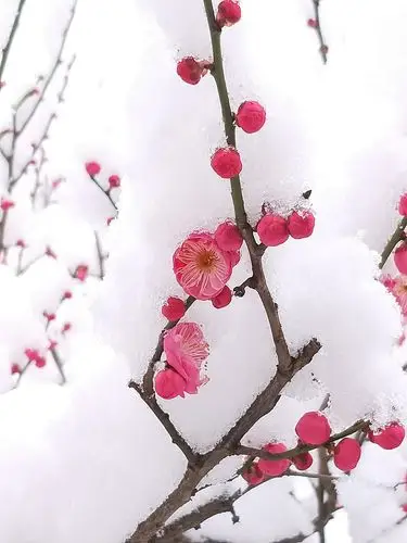 梅花雪