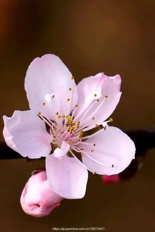 数一数桃花有几个花瓣呢?桃花中间的花蕊是什么样的呢?