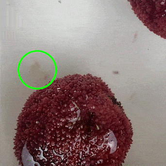 亲测:一颗杨梅几条虫?用盐水浸泡有用吗?_果蝇_虫子_幼虫