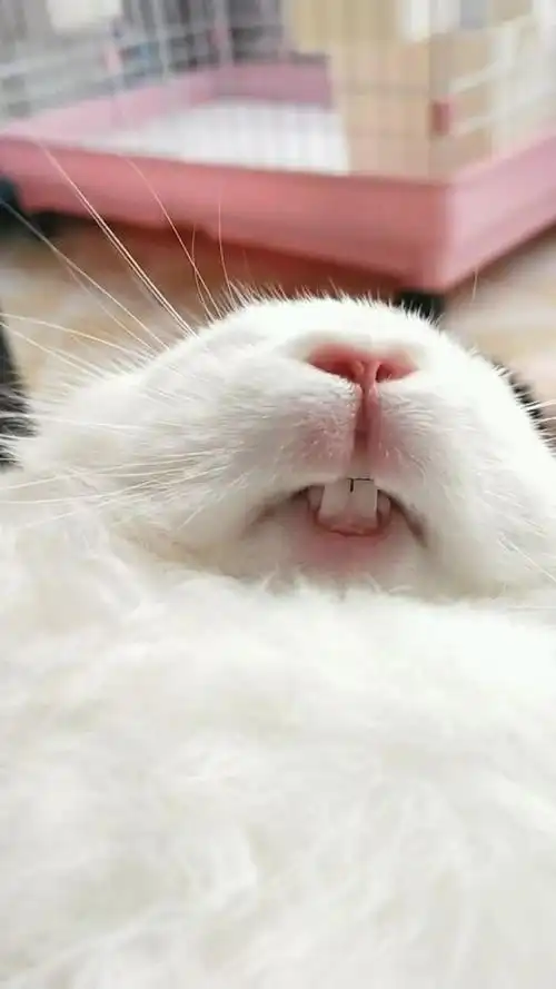 来看看我家兔子的牙,现在还是白色的,非常漂亮吧