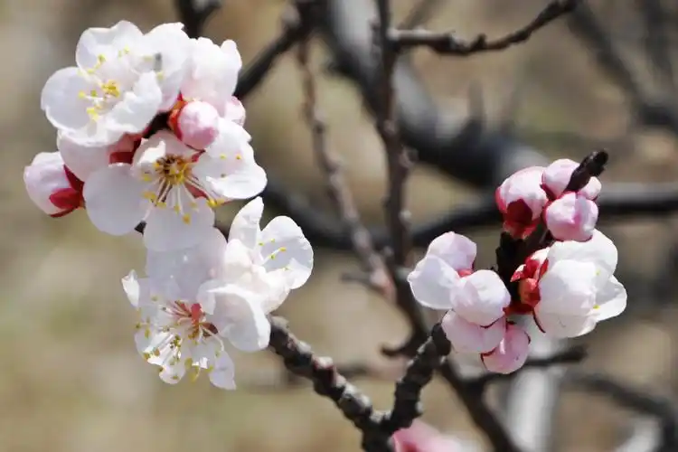 一组杏花照片.