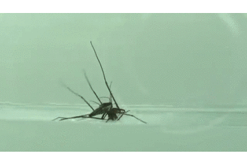 360_240gif 动态图 动图