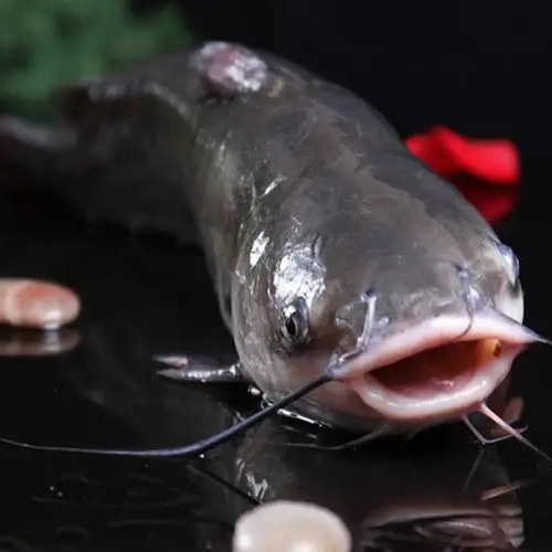 新鲜钳鱼 大量供应