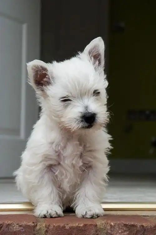 狗奴必收藏:精选世界上最萌的宠物狗!爱狗的你们还不戳