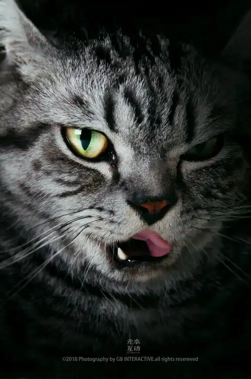 【动物照相馆】霸道总裁 八条