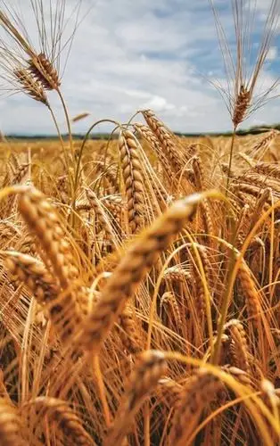 麦田唯美意境风情壁纸