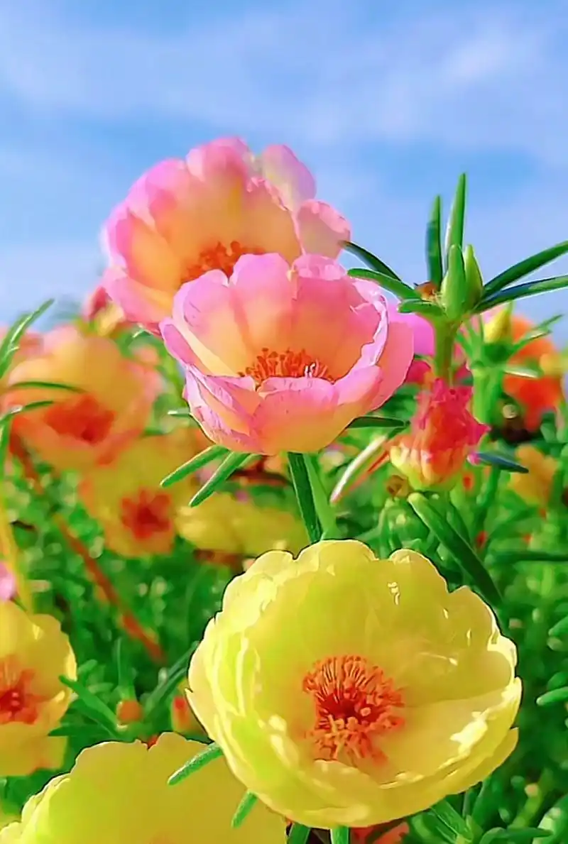 蓝天下的花朵图片