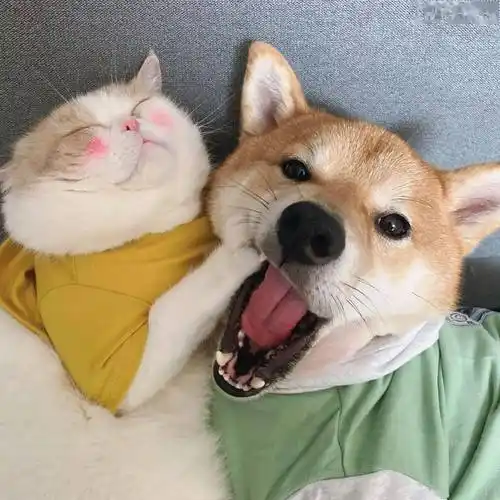 情侣头像申请做你的另一半头像35