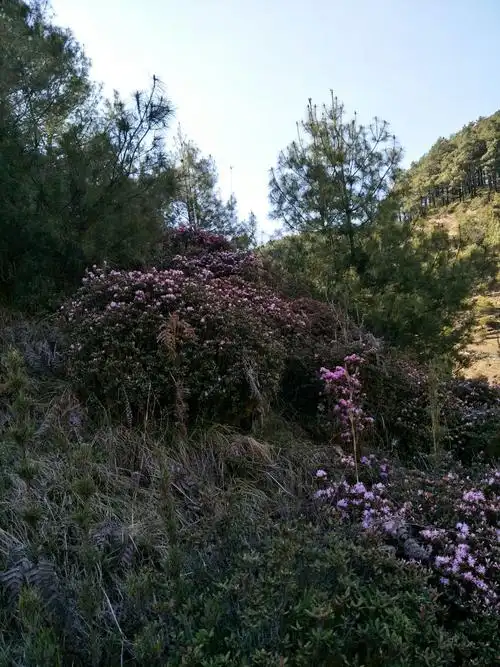 马鹿的花,含苞待放!