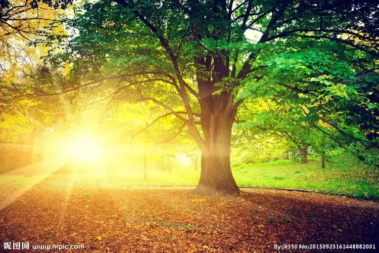 阳光大树摄影图__树木树叶_生物世界_摄影图库_昵图网nipic.com