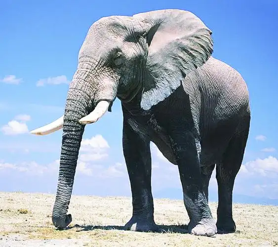 有没有大象的高清图?谢谢!