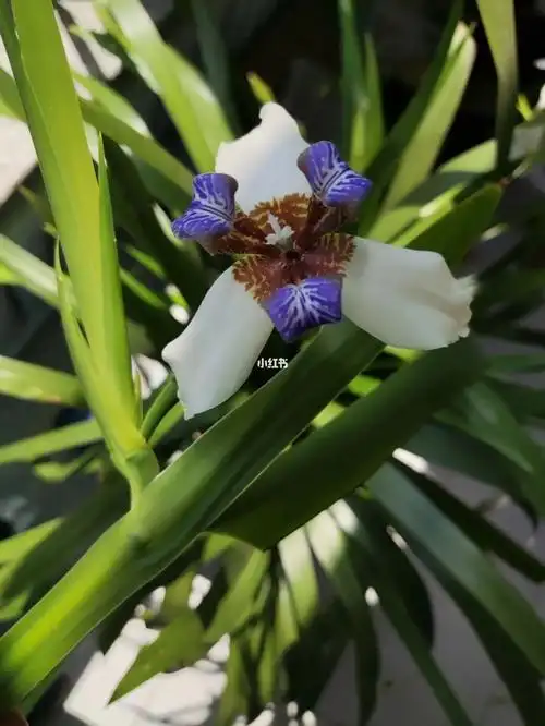巴西鸢尾开花了