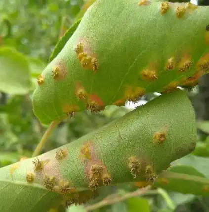 【提醒】苹果锈病强势来袭!提前防治是关键!