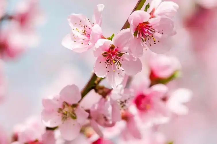 在春天盛开的粉红色桃花传统二十四节气24节气春分