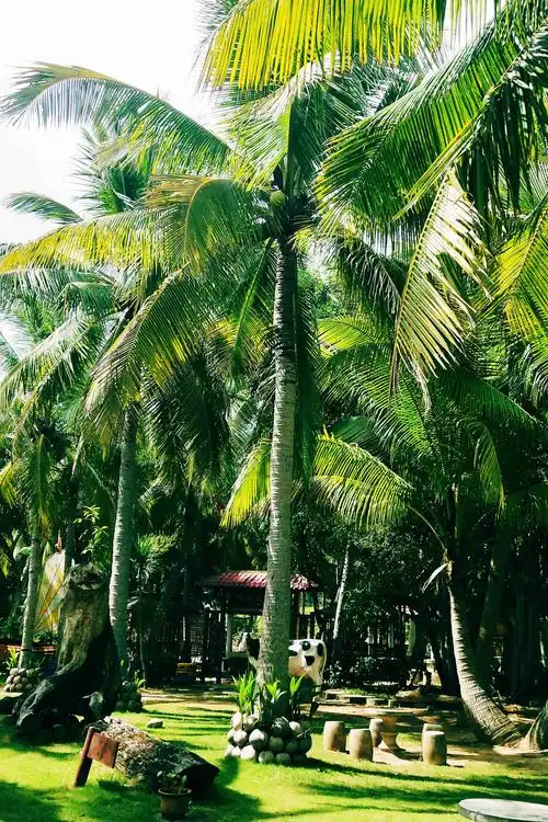 椰子树