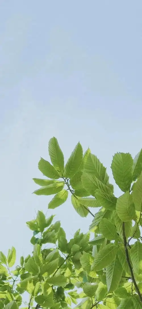 夏日小清新唯美治愈风景图,夏季清新唯美图片(夏日清新壁纸)