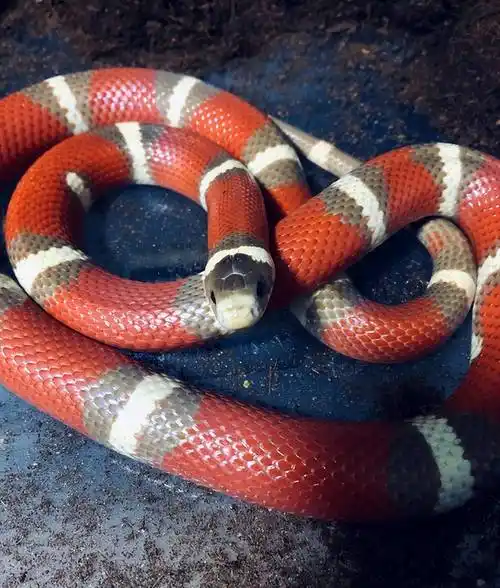 这种蛇,被人误认为喜欢偷喝牛奶-宠物奶蛇图鉴_亚种_养殖_王蛇