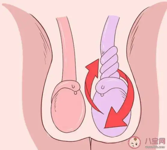 孩子蛋蛋不一样大正常吗 睾丸大小不一怎么办-第2张图片-创女网