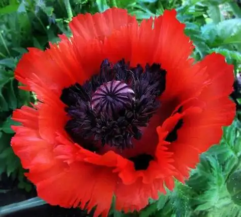 罂粟花的花语悲伤 罂粟花语和象征意义:伤害/死亡之恋,也意味着纪念之