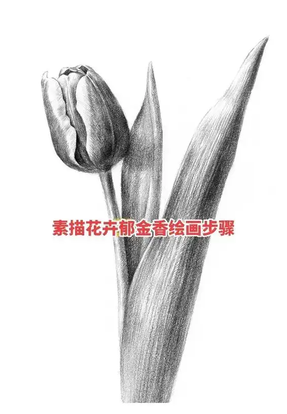 素描花卉郁金香绘画步骤.
