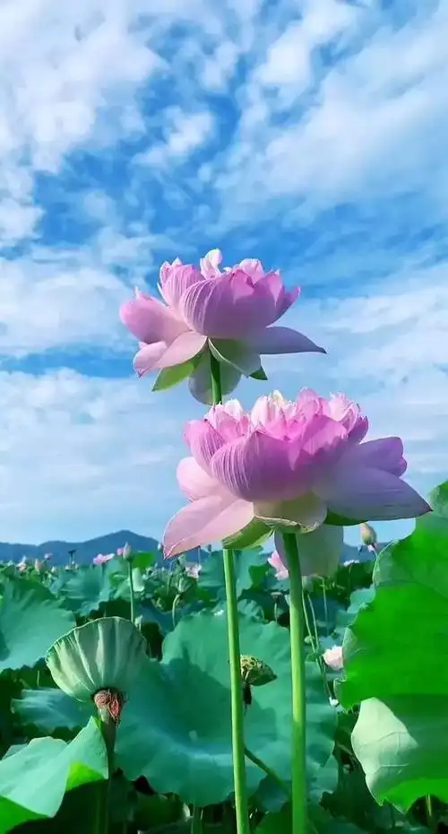 即将开幕最美荷花仙子等您来宜宾翠屏永兴荷莲节荷你有约