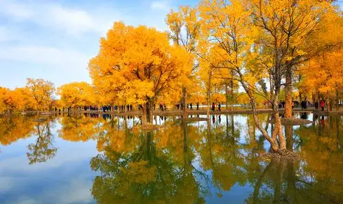 内蒙古额济纳胡杨林风景图片 - 第4张