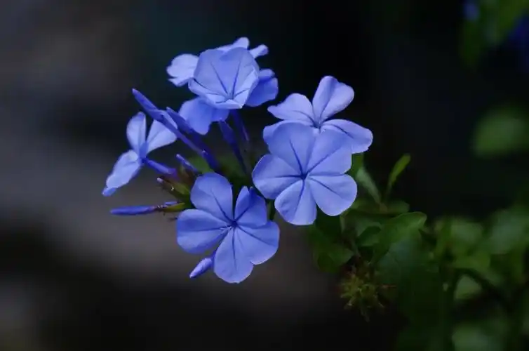 自带仙气的蓝雪花