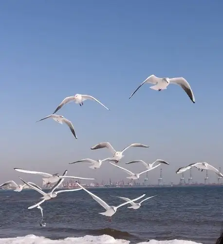 看到这千姿百态的海鸥,你不觉得它很可爱吗?真的是.海上的一道风景线.
