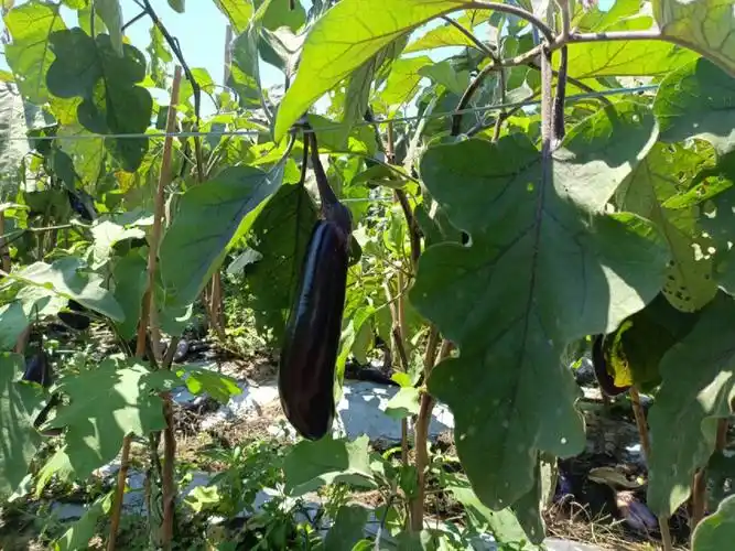 镇上林村茄子园紫得发亮的茄子在微风中轻轻摇曳,一些村民正在摘茄子