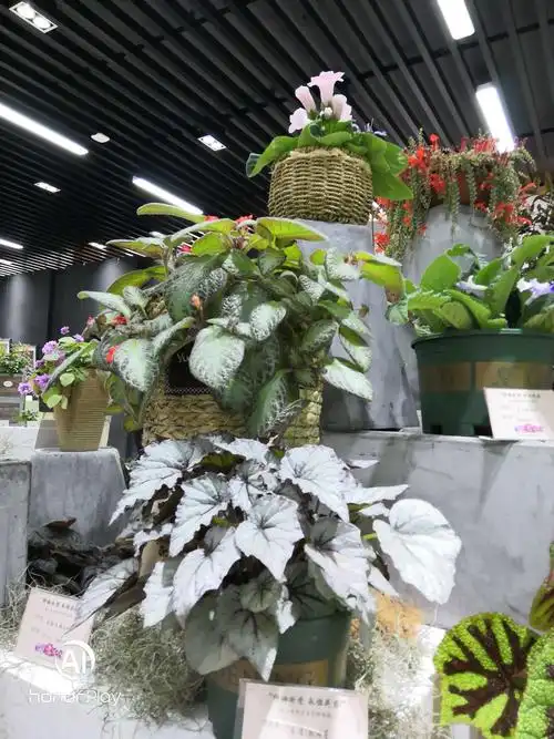 上海植物园室内花展