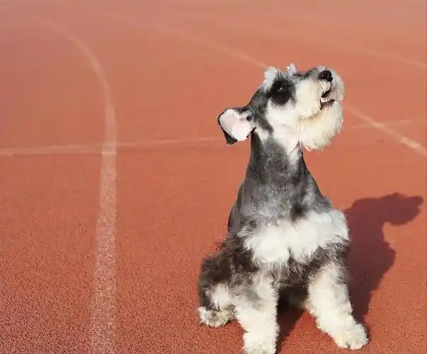 嫉妒心也很重,看不得主人对其他人或者其他宠物好,一定会争风吃醋