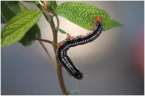 中文学名 苎麻夜蛾 拉丁学名 arcte coerula (guenee)(cocytodes) 别