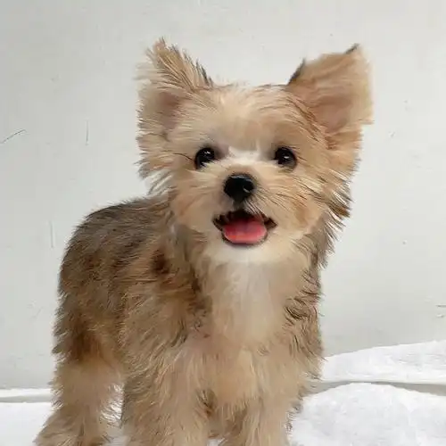 金头金背约克夏弟弟疫苗齐全小体巴掌大