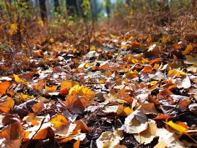 深秋落叶