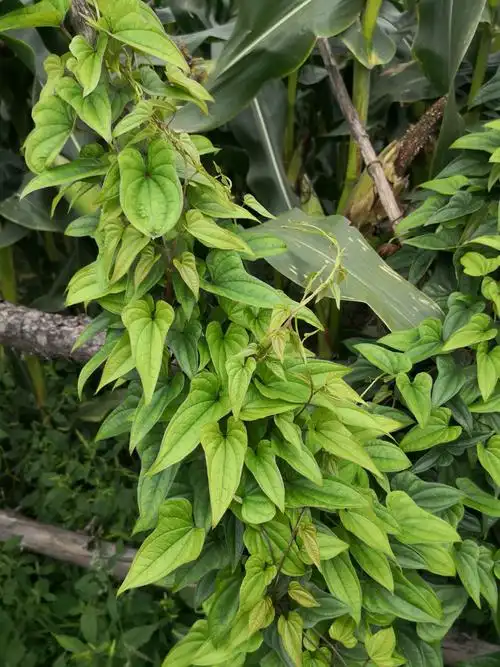 第一次看见山药的叶子,纹理十分清晰.