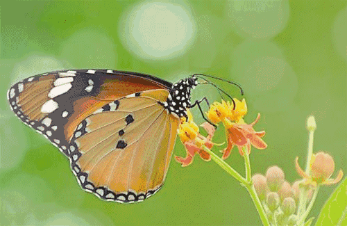 生活中处处有昆虫,既有可恶的蟑螂,讨厌的苍蝇和蚊子,也有勤劳的蜜蜂
