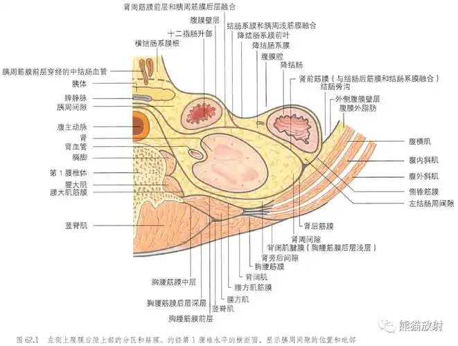 解剖丨腹后壁和腹膜后间隙